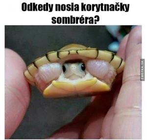 Želvy a sombréra