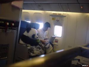 V letadle s pandou