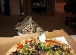 Kočka vs. pizza