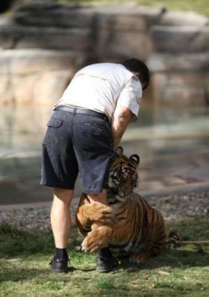 Tygří objetí