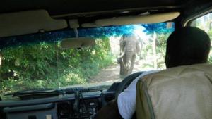 Slon na cestě