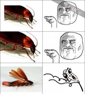 Hmyz