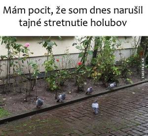 Tajné střetnutí holubů