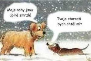 Starosti psů