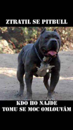 Pitbull