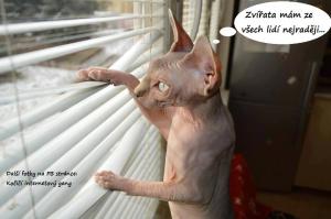 Zvířata