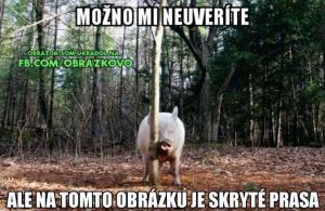 Skryté prase