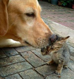 Láska kočky a psa