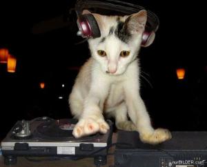 Kočka DJ