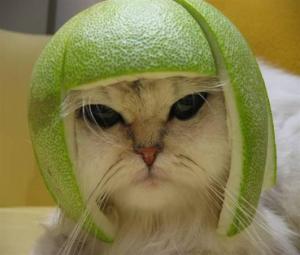 Kočka s helmou