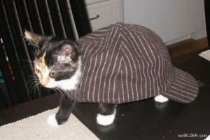 Kočka v kšiltovce