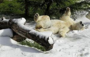 Medvědí odpočinek