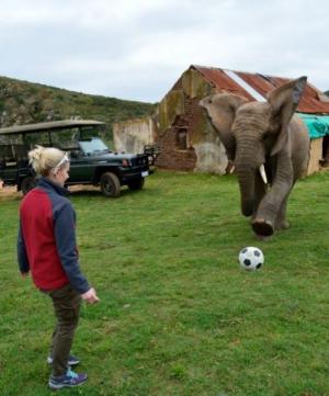 Sloní fotbal
