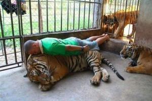 Odpočinek s tygry