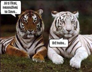Dva tygři a debata o savu