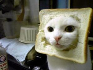 Kočka v toastu