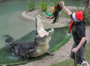 Vánoční dárek pro krokodýla