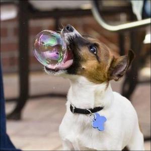 Pes vs. bublina