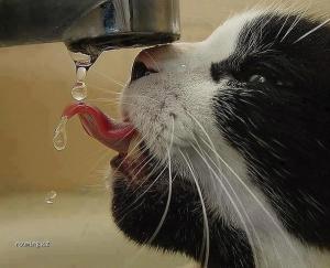 Kočičí žízeň