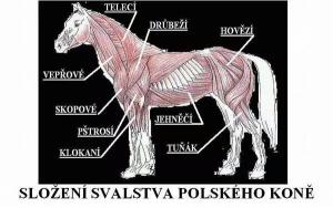 Polský kôň