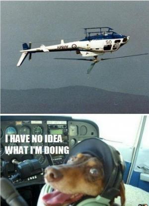 Pes v letadle