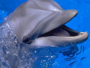 Delfínek