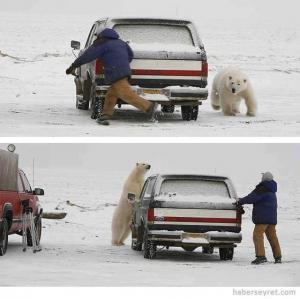 Muž vs lední medvěd