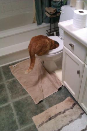 Záchodová kočka