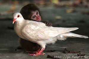 Láska opičky a holoubka