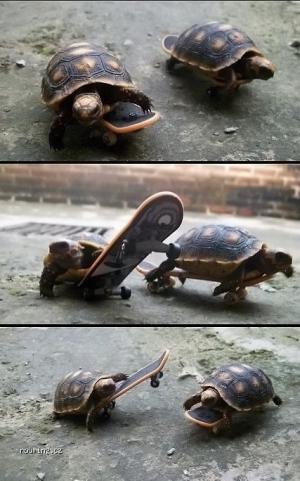 Želví skateři