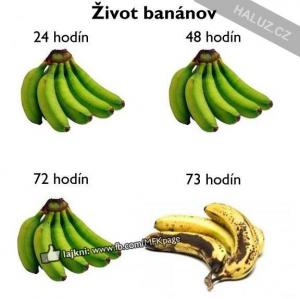 Jak vypadá život banánů