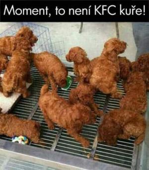 KFC kuře
