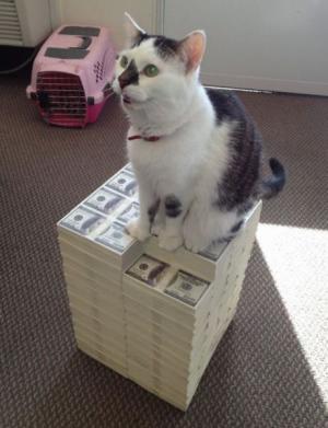 Kočka na penězích