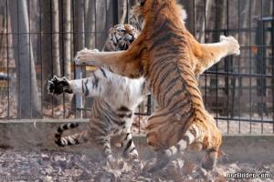 Tygří boj