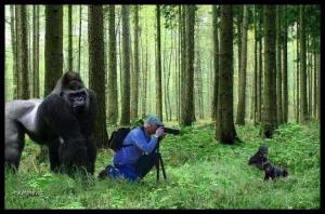 Fotografování goril