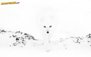 Maskování lišky polární