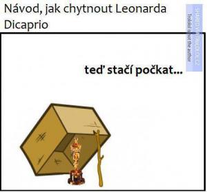 Jak chytit Leonarda Dicapria