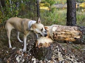 Pes dřevorubec