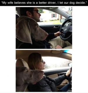 I pes pozná řidiče