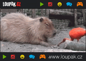 Tajné tlačítko kapibary