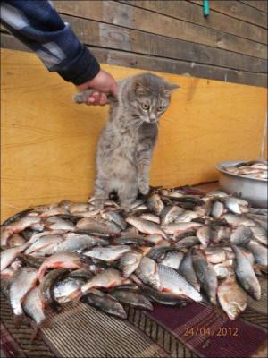 Kočka vs. ryby