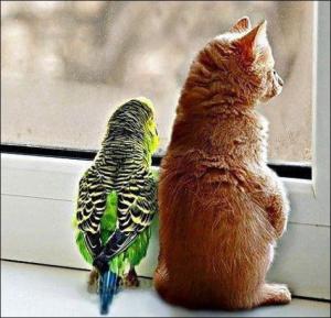 Kočka a papoušek
