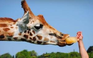 Žirafí momentka