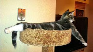 Odpočívající kočka-gymnastka
