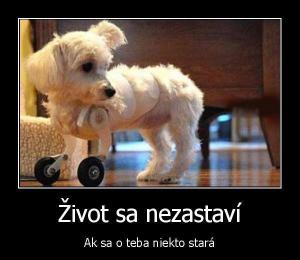 Pes bojovník :)