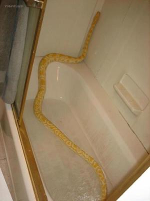 Had v koupelně