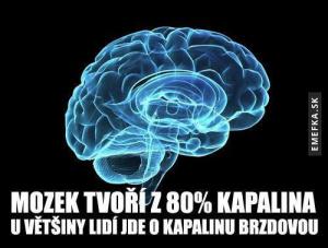 Mozek lidí