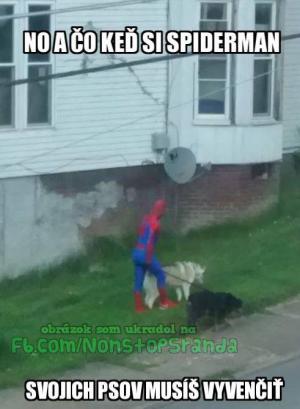 Spiderman venčí psy