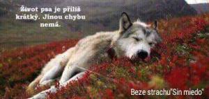 Život psa