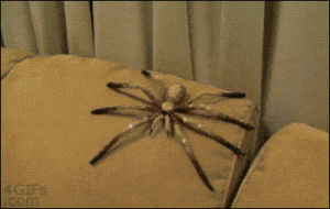 Co dokáže pavouk